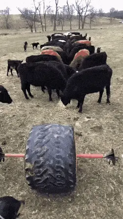 GIFparade CXLVI GP146_40 