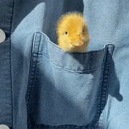 GIFparade CXLVII GP147_12 