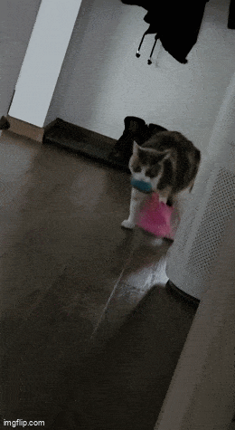 GIFparade CXLVII GP147_19 