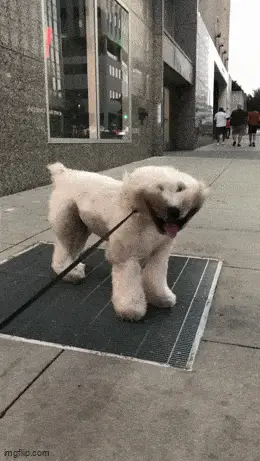 GIFparade CXLVII GP147_29 