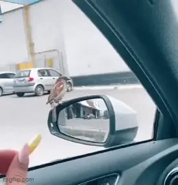 GIFparade CXLVII GP147_33 