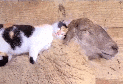 GIFparade CXLVII GP147_36 