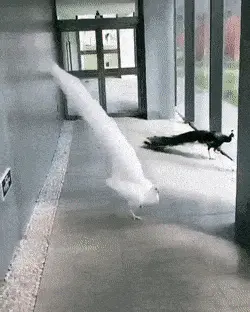 GIFparade CXLVII GP147_37 