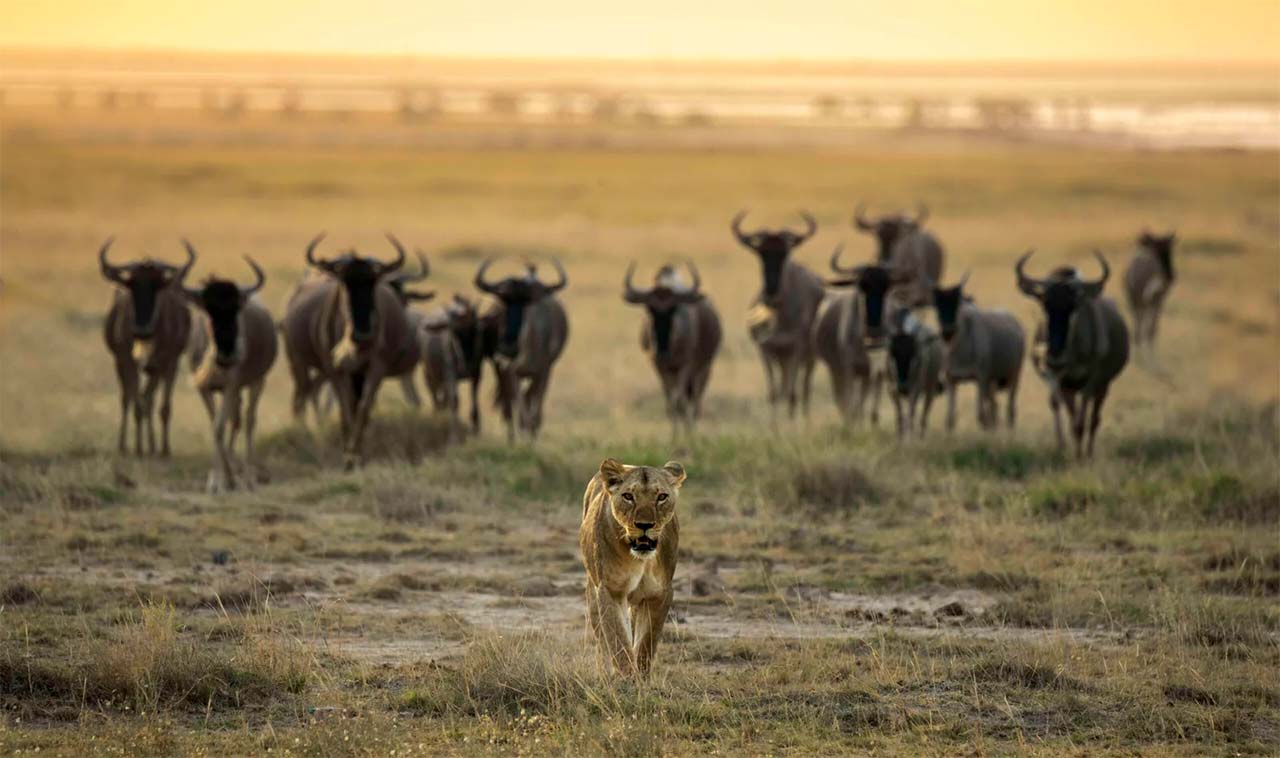 Wildlife-Fotografie von Hari Prasad Sridhar