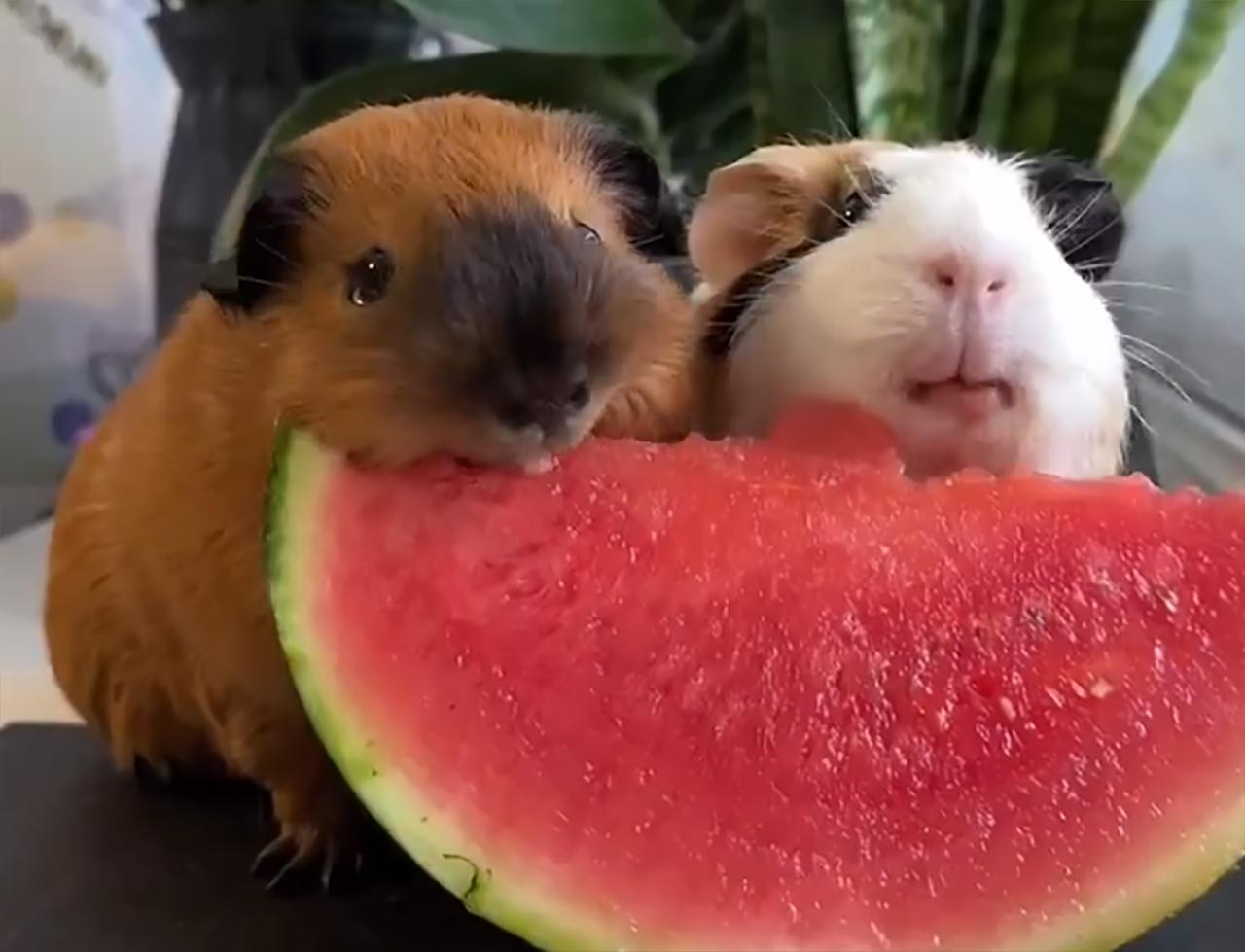 Fluff der Woche (104) Fluff-der-Woche-104