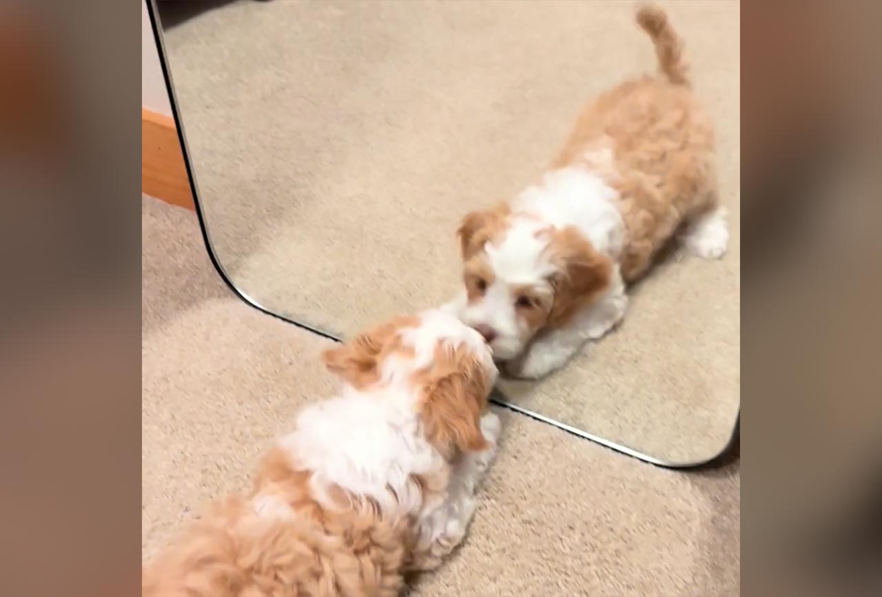 Fluff der Woche (106) Fluff-der-Woche-106