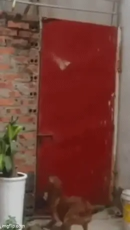 GIFparade CXLVIII GP148_21 