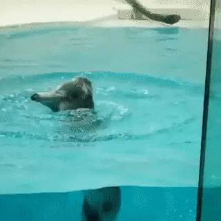 GIFparade CXLVIII GP148_23 