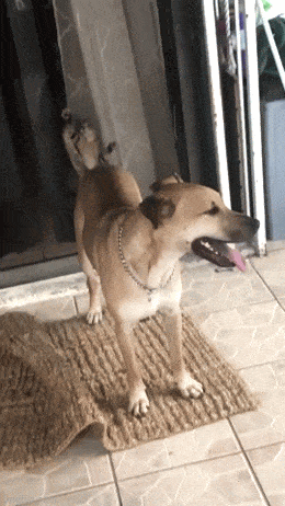 GIFparade CXLVIII GP148_27 