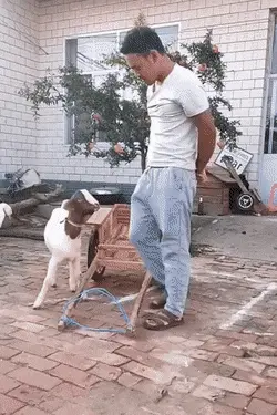 GIFparade CXLVIII GP148_28 