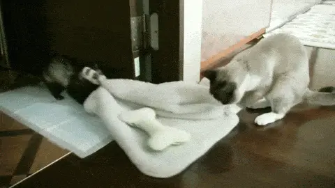 GIFparade CXLVIII GP148_42 