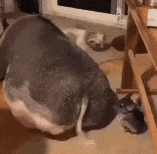 GIFparade CXLIX GP149_12 