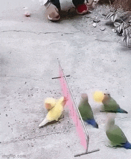 GIFparade CXLIX GP149_15 