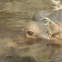 GIFparade CXLIX GP149_24 