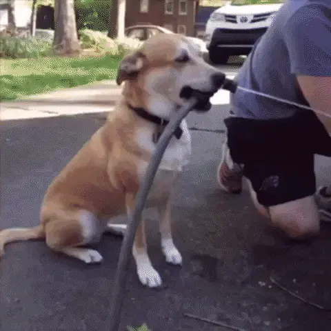 GIFparade CXLIX GP149_25 