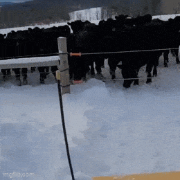 GIFparade CXLIX GP149_29 