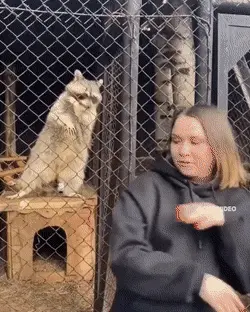 GIFparade CL GP150_12 