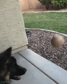 GIFparade CLI GP151_04 