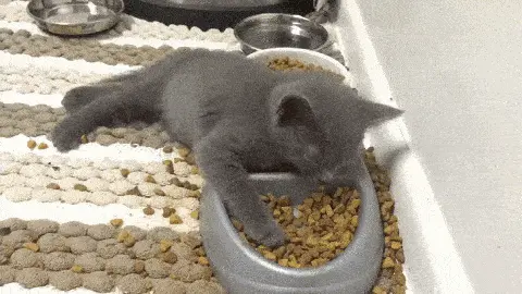 GIFparade CLI GP151_09 