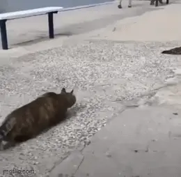 GIFparade CLI GP151_13 