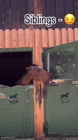 GIFparade CLI GP151_17 