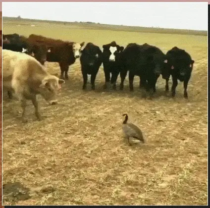 GIFparade CLI GP151_19 