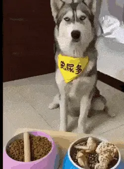 GIFparade CLI GP151_20 