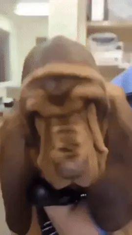 GIFparade CLI GP151_21 