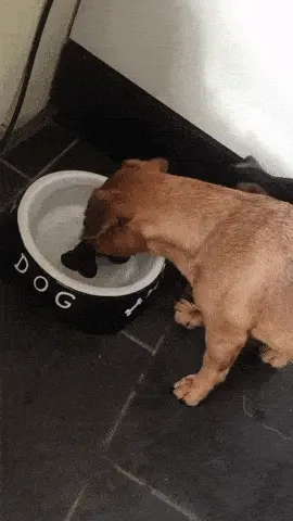 GIFparade CLI GP151_27 