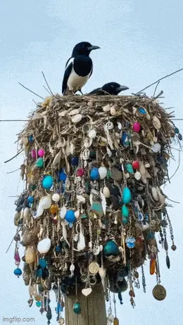 GIFparade CLI GP151_30 