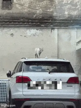 GIFparade CLI GP151_35 