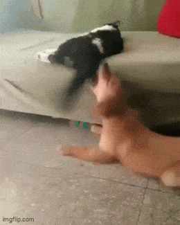 GIFparade CLI GP151_39 