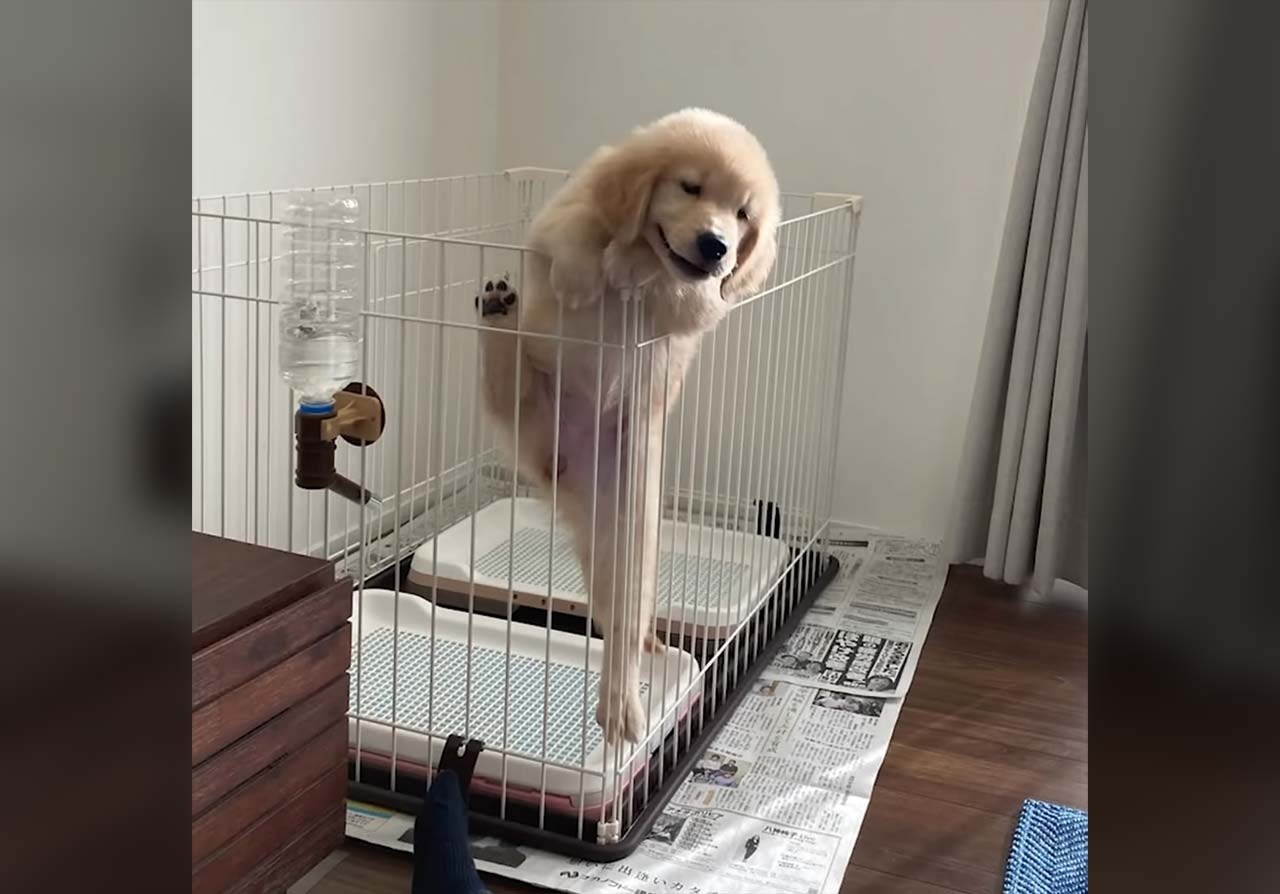 Fluff der Woche (103)