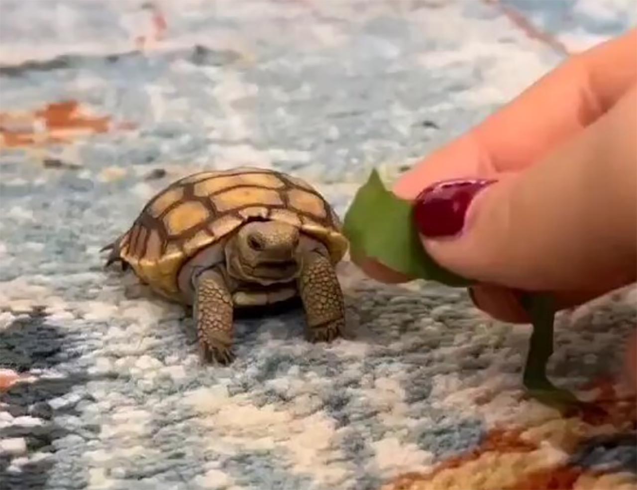 Fluff der Woche (105) fluff-der-woche-105