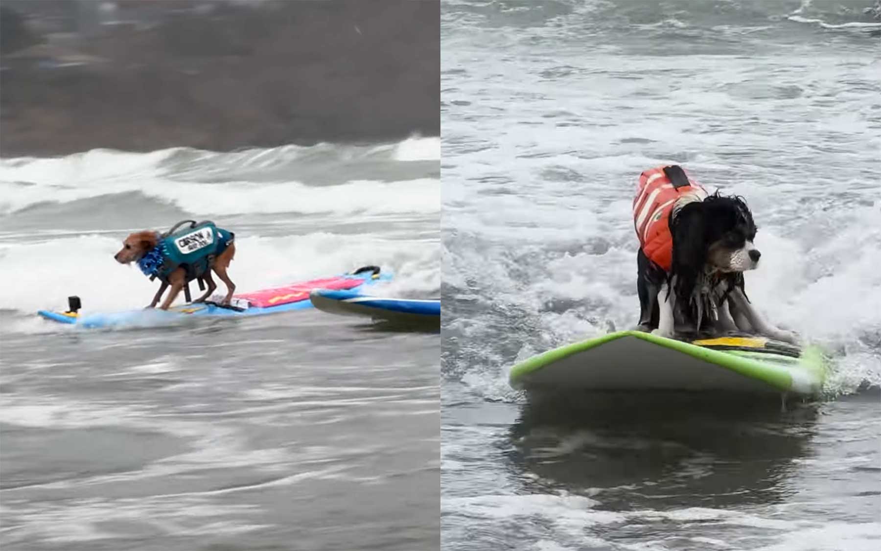 Weltmeisterschaft im Hundesurfen