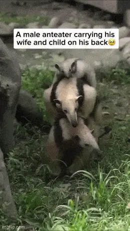 GIFparade CLII GP152_05