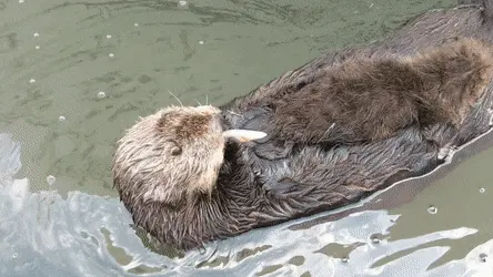 GIFparade CLII GP152_06