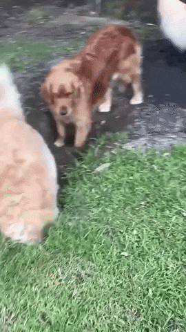 GIFparade CLII GP152_08