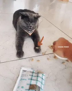 GIFparade CLII GP152_14 