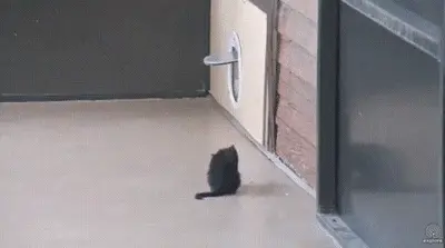 GIFparade CLII GP152_31 