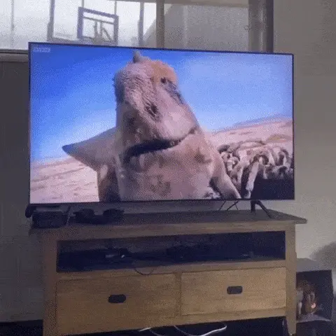 GIFparade CLII GP152_36 