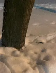 GIFparade CLII GP152_41 