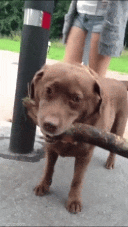 GIFparade CLII GP152_43 