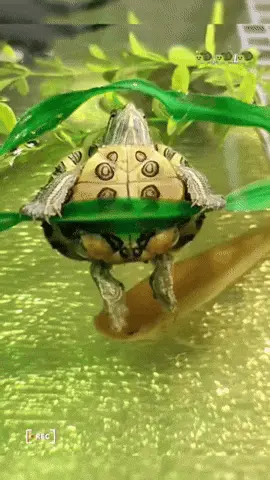 GIFparade CLIII GP153_18 