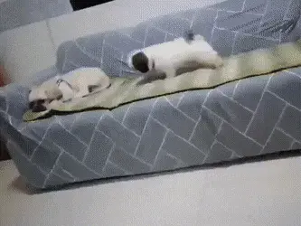 GIFparade CLIII GP153_20 