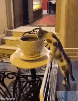 GIFparade CLIII GP153_28 