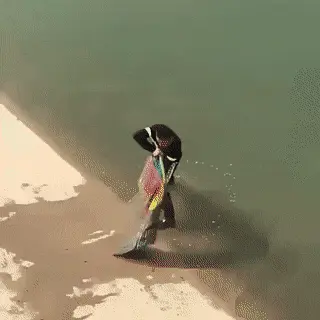 GIFparade CLIII GP153_35 