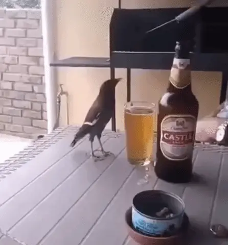 GIFparade CLIII GP153_37 