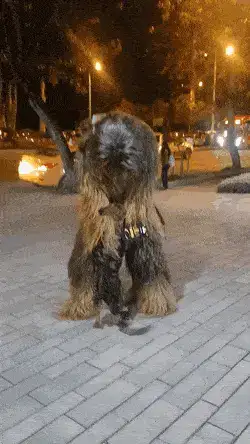 GIFparade CLIII GP153_39 