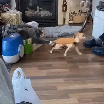 GIFparade CLIV GP154_02